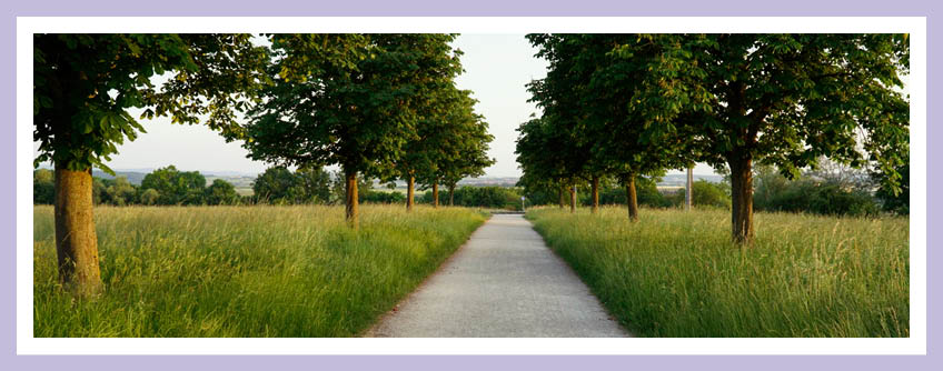 Jahresrückblick 2021, das Bild zeigt eine Kastanienallee im Scharnhauser Park, einem Stadtteil Ostfilderns