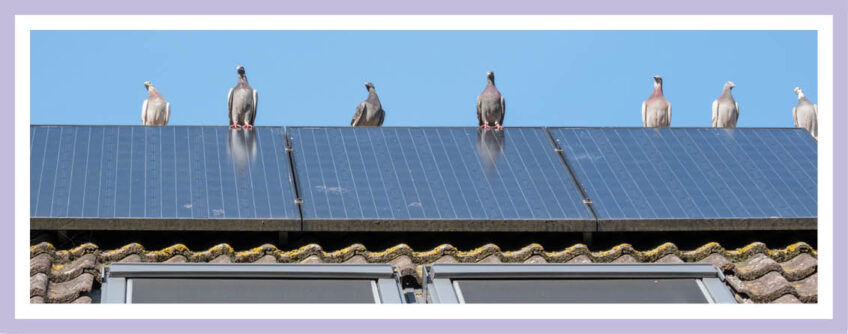 Wenn Tauben das Solardach lieben