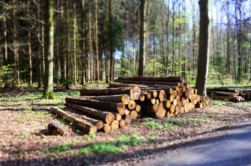 Das Foto zeigt einen Polter mit Holz im Wald